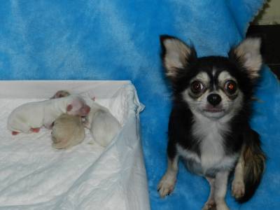 CHIHUAHUAS DISPONIVEIS PARA RESERVA