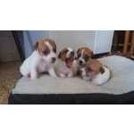 Jack Russel Terrier