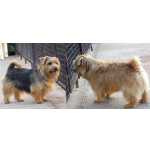 Filhote de Norfolk Terrier