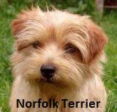 Filhote de Norfolk Terrier