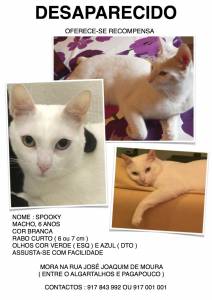 Desaparecido gato branco em Faro