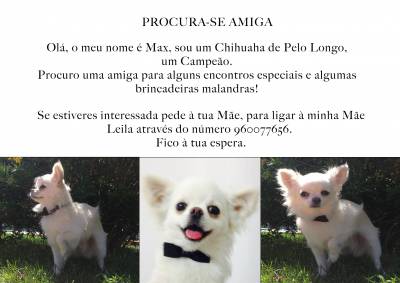 Chihuhua de Pelo Longo procura amiguinha