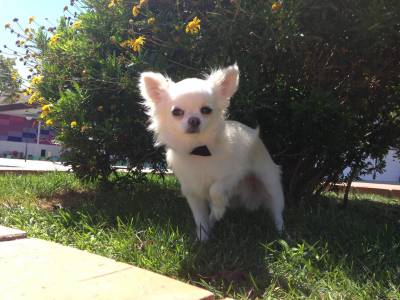 Chihuhua de Pelo Longo procura amiguinha