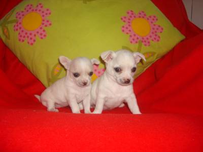 Chihuahuas - Cachorrinhos