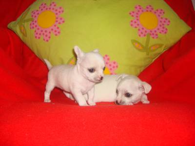 Chihuahuas - Cachorrinhos