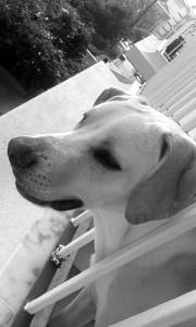 Scafia Labrador onze meses doação