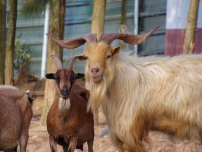 Vendo cabras ans muito bonitas