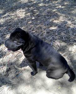 Sharpei procura macho urgente