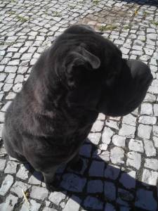 Sharpei procura macho urgente