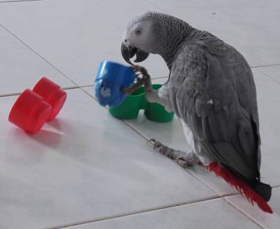 Papagaio cinzento