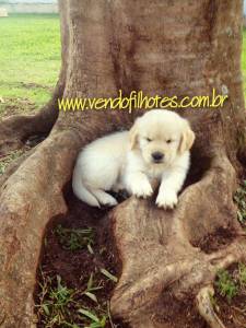 Goldens lindos e lindas parcelamos