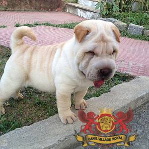 SHAR PEI FILHOTE  FMEA