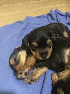 yorkshire terrier