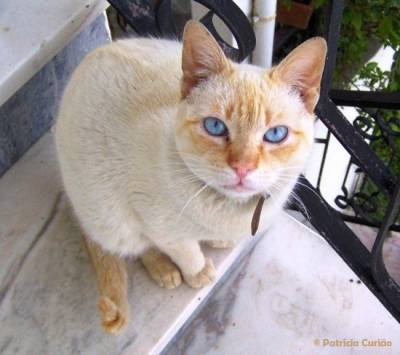 Perdido - Gato olhos azuis