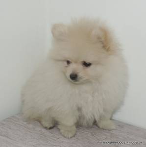 SPITZ ALEMO MACHO  CREME  ANO
