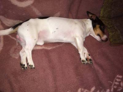 Jack Russel puro procura namorada