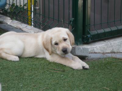 Labradores