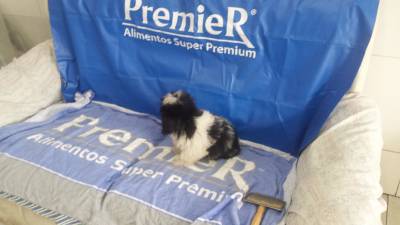 Promoo de Shihtzu Canil especializado