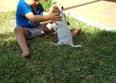 Jack Russel Terrier ninhada cachorros