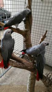 Papagaios cinzentos cauda vermelha