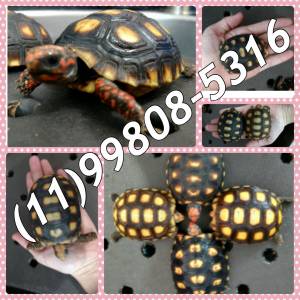 Turtles - Chelonoidis carbonaria