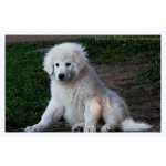 kuvasz - Refgio na Montanha