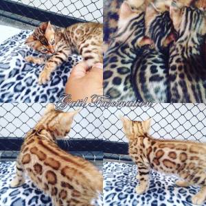 GATIL FASCINATION GATOS PERSAS EXTICOS E BENGALS