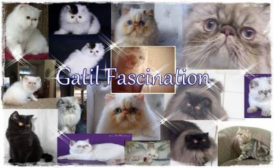 GATO PERSA - GATIL FASCINATION