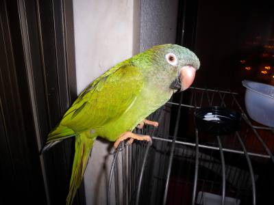 Aratinga de Cabea Azul papagaio perdido em Almada