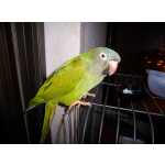 Aratinga de Cabea Azul papagaio perdido em Almada