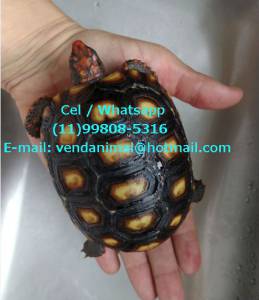 Jabuti macho de quintal - pronta entrega