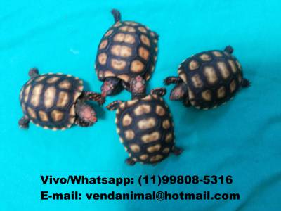 Casal Mini tartaruga de terra - JABUTI