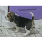 Cachorros Beagle com LOP Descendentes de Campeoes