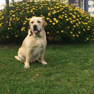 Labrador bege puro para acasalamento