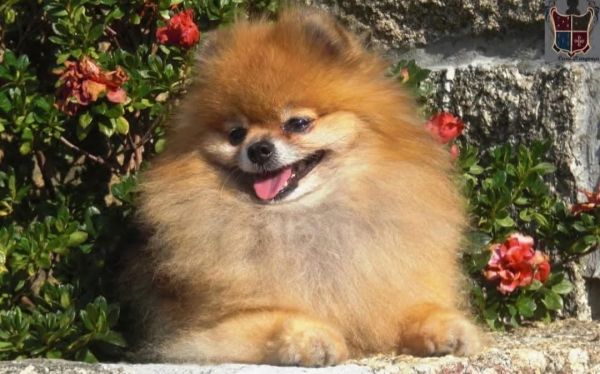 Lulus da Pomer�nia