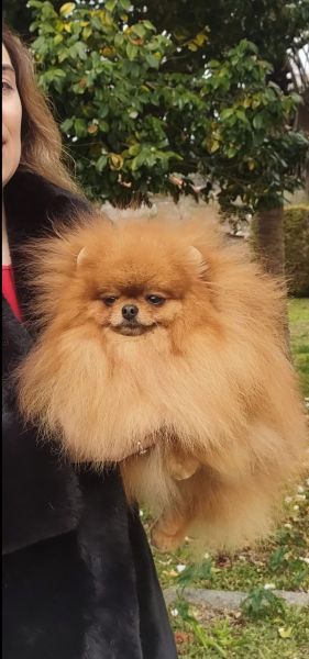 Lulus da Pomer�nia