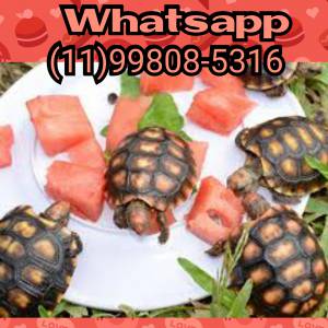 Jabuti jovem ou filhote disponvel