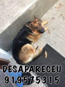 CO DESAPARECEU EM SANTO TIRSO