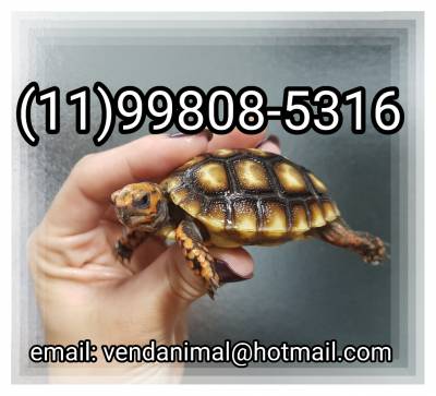 Tartaruga de terra bebê jovem ou adulto disponível