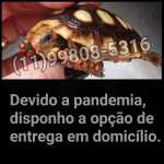 Bebs jabuti fmea ou macho