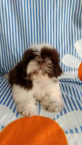 Filhote de Shih-tzu