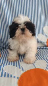 Filhote de Shih-tzu