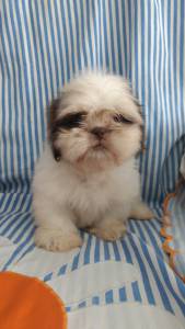 Shihtzu Canil TrupyRott