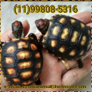 Lindos bebês jabutis - tartaruga de terra 