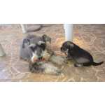 Tu perro kennel canil especializado raas pequenas