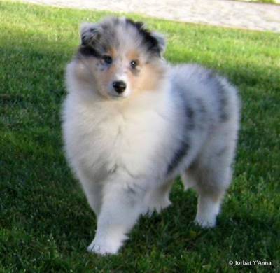 Cachorros Rough Collie - Linhagem de Campees