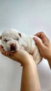 lindssimos filhotes de shar pei canil new life