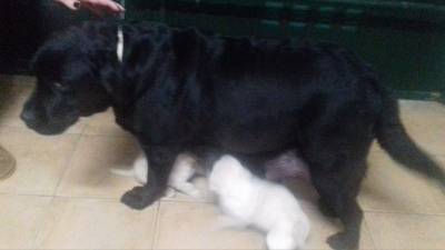 Labradores puros Retriever