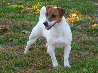 Jack Russell Terrier Progenitora