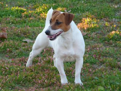 Jack Russell Terrier Progenitora